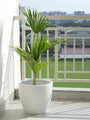 Orlina Silhouette Planter