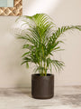 Ombra Crest Luxe Planter