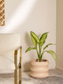 Sorelle Curve Planter